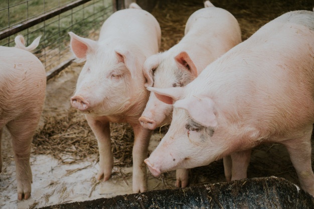 חזירים אילוסטרציה (צילום Freepik)