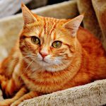 חתול אילוסטרציה: צילום Pixabay