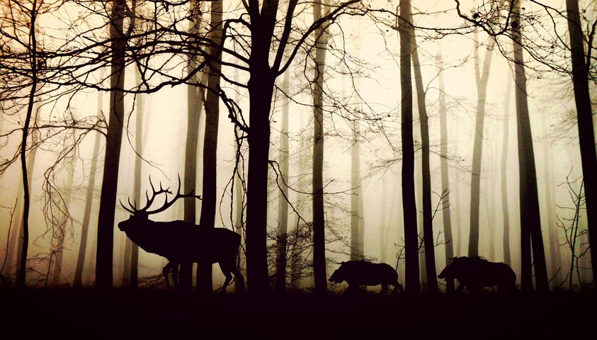יער אילוסטרציה צילום Pixabay