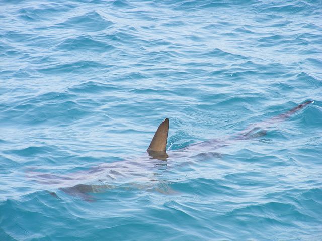 כריש אילוסטרציה: צילום Pixabay
