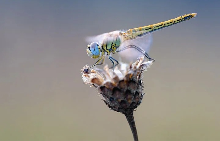 חרק אילוסטרציה צילום Pixabay