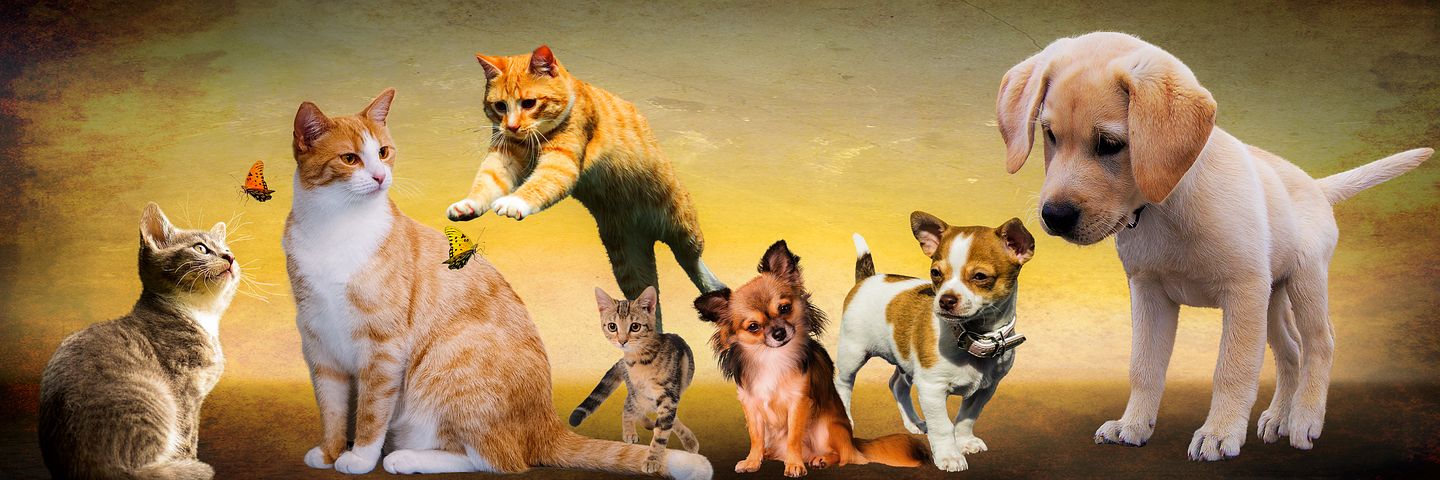 חיות מחמד אילוסטרציה: צילום Pixabay
